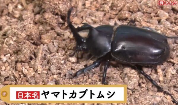 yamatokabutomusi