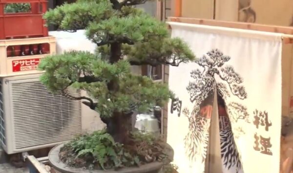 matunnobonsai