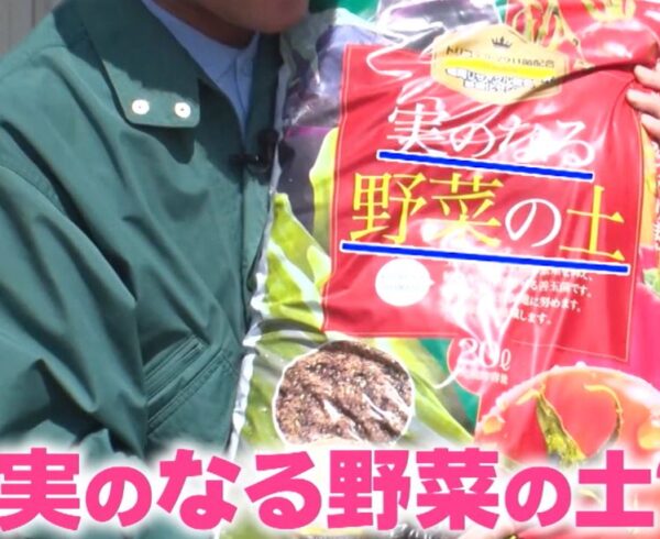 minonaruyasainotuti