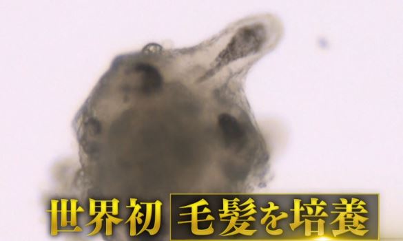mouhatubaiyou