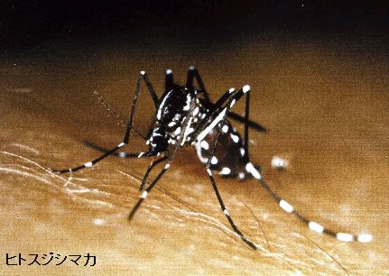 hitosujisimaka