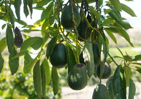 abokado