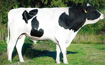 surikku-cow