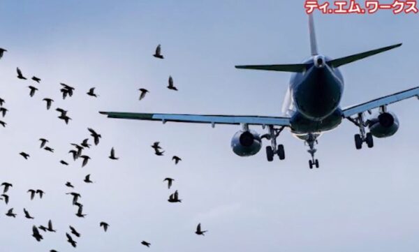 Bird Strike
