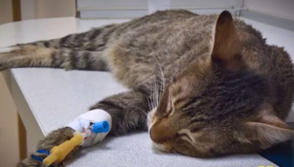 imakara-science-cat-aim-kidney