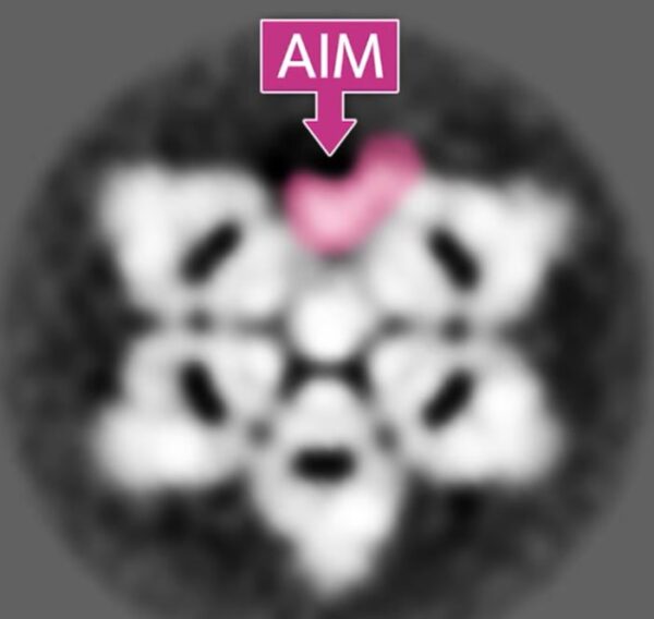 aim