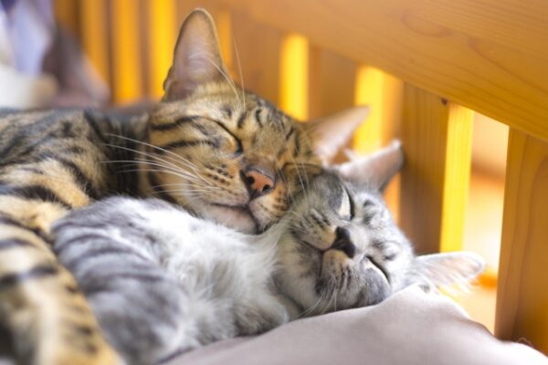 closeup-elderly-pet-care-crisis