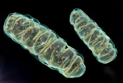mitochondria-longevity-mitol