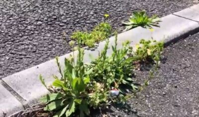 【いまからサイエンス】雑草の新常識「抜くほど増える」生き残り戦略 imakara-science-zassou-senryaku