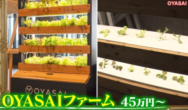 OYASAIファーム